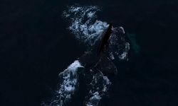 Enerji sektöründe derin deniz madenciliğine ilgi giderek artıyor