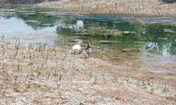 Eskişehir'de Sakarya Nehri'nin kaynaklarından "Sakaryabaşı" kuruma noktasına geldi