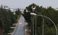 Leylekler sonbahar göçü öncesi Afyonkarahisar'da mola verdi