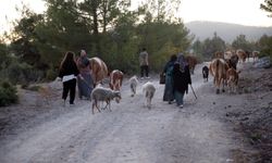 Kastamonu-Karabük sınırındaki iki orman yangını kontrol altına alındı