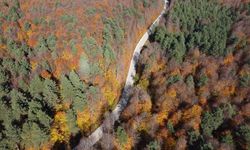 Bilecik ormanlarında sonbahar renkleri hakim oldu