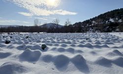 Eskipazar lahanasında 1250 ton rekolte bekleniyor