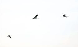 Göç yolundaki leylekler Kırklareli'nde mola verdi