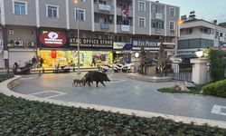 Marmaris'te yaban domuzları yerleşim alanına indi