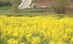Tekirdağ'da 'sarı gelin' tarlaları renklendirdi