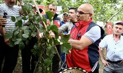 Giresun'da fındık hasadı etkinliği düzenlendi