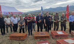 Tokat'ta yetiştirilen keklik ve sülünler doğaya salındı