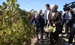 BBP Genel Başkanı Destici, Eskişehir'de üzüm hasadı yaptı