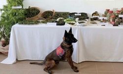Çanakkale'de uyuşturucu operasyonunda bir şüpheli yakalandı