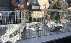 Edirne'de 480 kilometrelik güvercin yarışının şampiyonuna 800 bin lira ödül