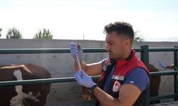 Hayvan pazarları kapatılan Amasya'da şap hastalığına karşı aşılama çalışmaları sürüyor