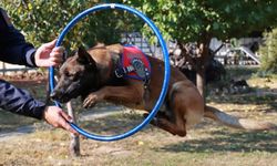 Iğdır'ın bomba arama köpeği Çakıl, Nevşehir'de birinci oldu