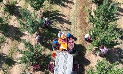 Isparta'da elma hasadı başladı