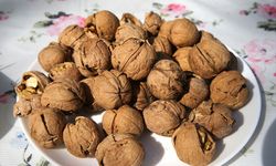 Tescilli Adilcevaz cevizinin hasadına başlandı