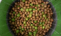 Tescilli Şebin cevizinde rekolte üreticileri sevindirdi