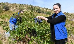 Yaşlı çiftin üzüm hasadını gönüllü gençler yaptı