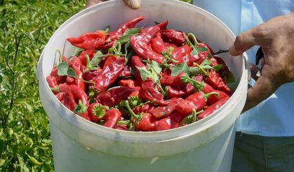 Gaziantep'te sofralık kırmızı biber hasadı başladı