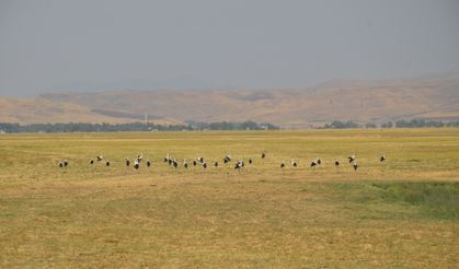 Muş Ovası'nda konaklayan leylekler göçe hazırlanıyor