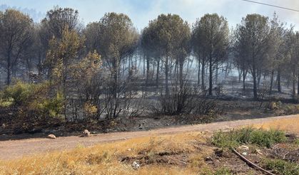 Orman yangınına müdahale sürüyor