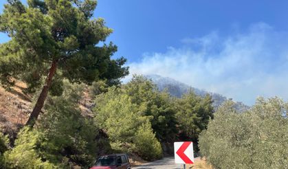 Aydın'da zeytinlik alanda çıkan yangına müdahale ediliyor