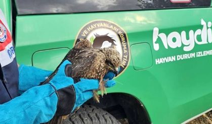 Muş'ta jandarma ekiplerinin bulduğu yaralı kartal tedavi altına alındı