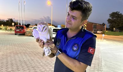 Sinop'ta yaralı peçeli baykuş koruma altına alındı