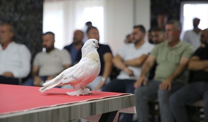 Değeri 5 milyon liraya ulaşan şebap güvercinler Erzurum'da sergilendi