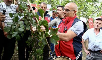 Giresun'da fındık hasadı etkinliği düzenlendi