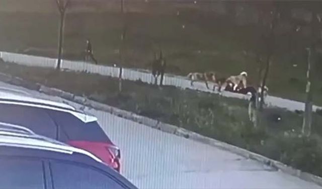 Bursa''da sahipsiz köpeklerin saldırdığı kişi yaralandı