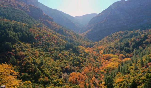 Manisa Spil Dağı'ndaki ağaçlar hazan rengine büründü