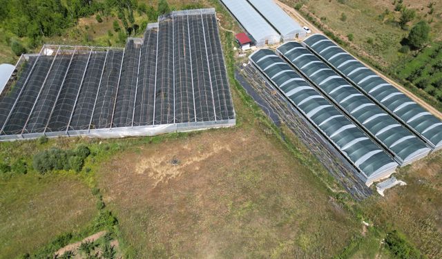 Isparta'da üretimi yaygınlaşan ahududu hasadı yapılıyor