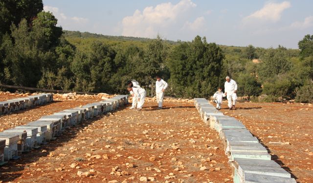 Toros Dağları'nda üretilen çiçek balı Fransa ve İngiltere'den 3 ödül kazandı