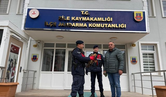 Tokat'ta yaralı halde bulunan kızıl şahin tedavi altına alındı