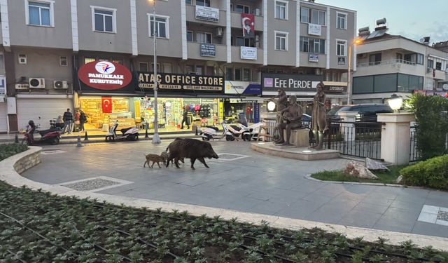 Marmaris'te yaban domuzları yerleşim alanına indi