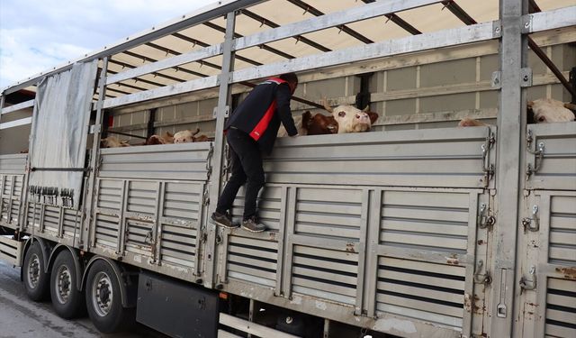 Doğu Anadolu'dan batıya sevk edilen kurbanlıklar Erzincan'da denetleniyor