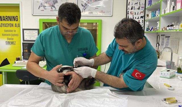 Balıkesir'de yaralı bulunan porsuk tedavisinin ardından Kazdağları'nda doğaya salındı