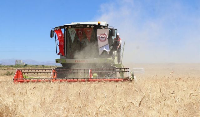 Siirt'te buğday hasat şenliği düzenlendi