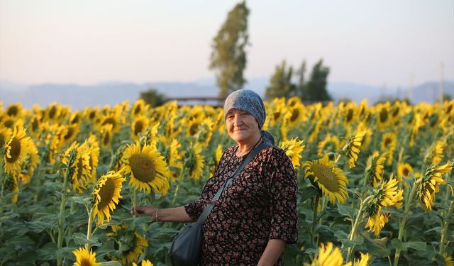 Aydın'da ayçiçeği tarlaları görsel şölen oluşturdu