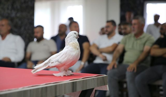 Değeri 5 milyon liraya ulaşan şebap güvercinler Erzurum'da sergilendi