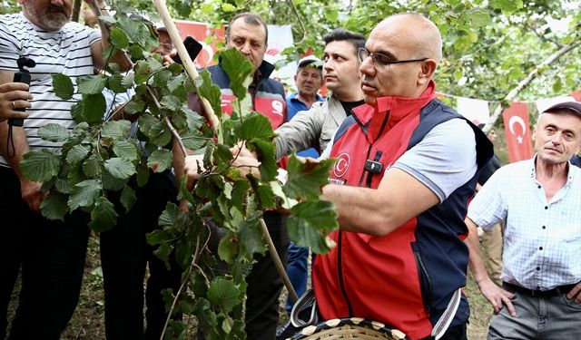 Giresun'da fındık hasadı etkinliği düzenlendi