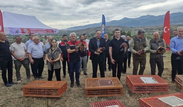 Tokat'ta yetiştirilen keklik ve sülünler doğaya salındı