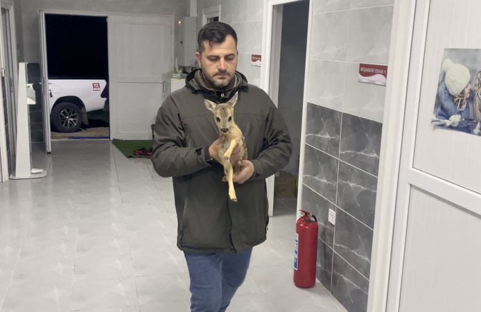 Sinop’ta doğada annesiz ve bitkin bulunan yavru karaca koruma altına alındı