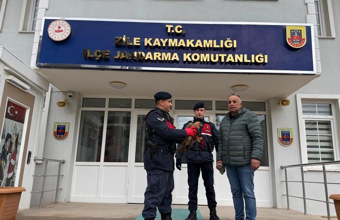 Tokat'ta yaralı halde bulunan kızıl şahin tedavi altına alındı