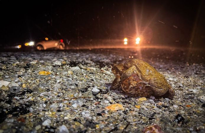 Kütahya'da kurbağaların ormandan gölete 5 bin yıllık üreme göçü başladı