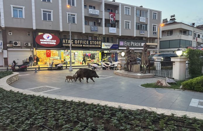 Marmaris'te yaban domuzları yerleşim alanına indi