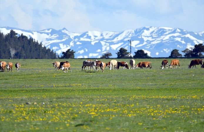 Kars'ta bahar ve kış bir arada yaşanıyor