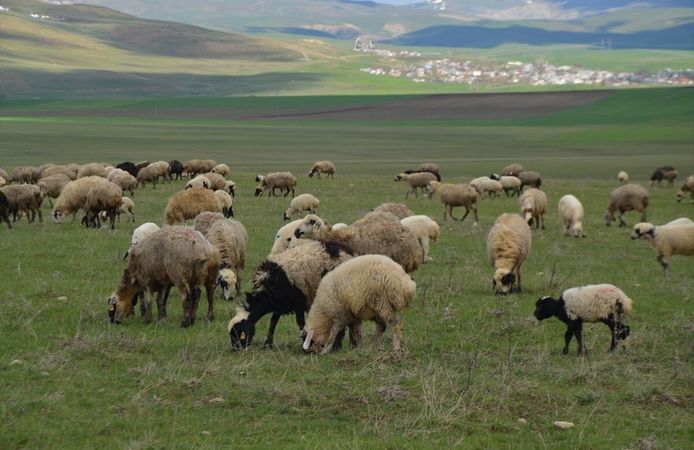 Muş'ta yeşeren meralar hayvan sürüleriyle şenlendi