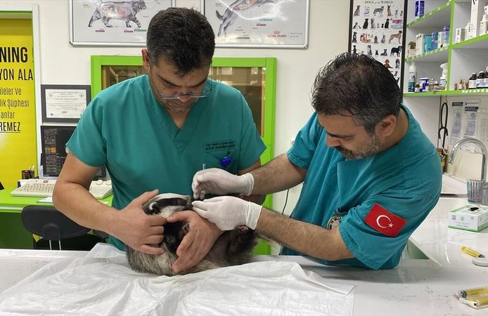 Balıkesir'de yaralı bulunan porsuk tedavisinin ardından Kazdağları'nda doğaya salındı