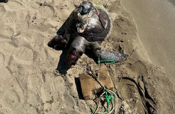 İzmir'de yüzgecine parke taşı bağlanan deniz kaplumbağası ölü bulundu