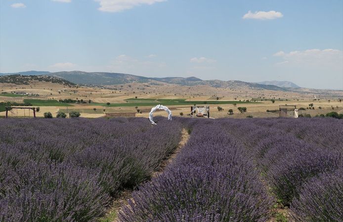 Burdur'da '2. Lavanta Hasat ve Sanat Günleri' kapsamında hasat etkinliği düzenlendi